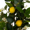 Букет искусственных растений Atmosphera CITRON MIX GILDA 64 см 206533